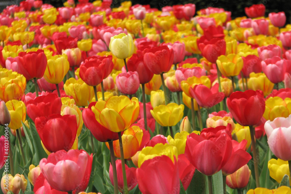 bright red and yellow tulips in Boston park