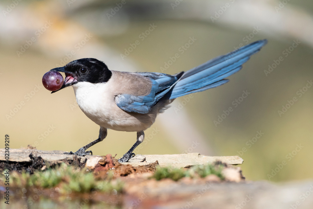 Naklejka premium Blauwe Ekster, Iberian Magpie, Cyanopica cooki
