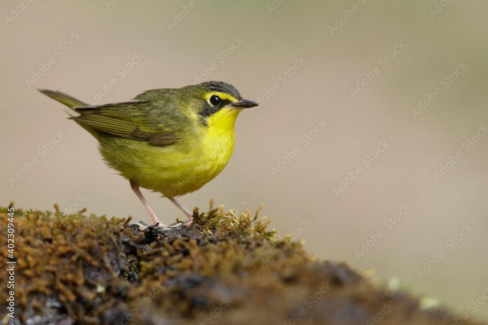 Kentucky Warbler, Geothlypis formosa Kentucky Warbler, Geothlypis formosa
