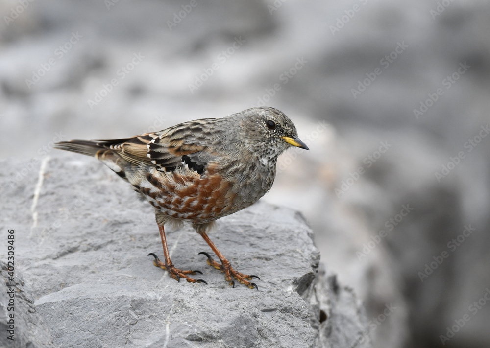 Alpine Accentor, Prunella collaris Alpine Accentor, Prunella collaris