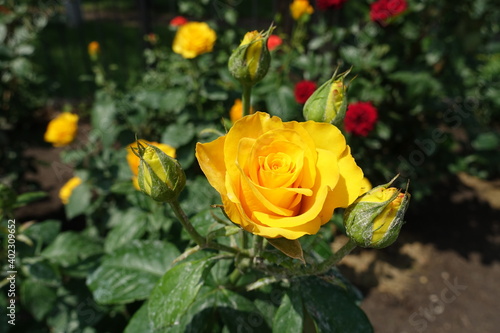 Four buds and amber yellow flowers of rose in June
