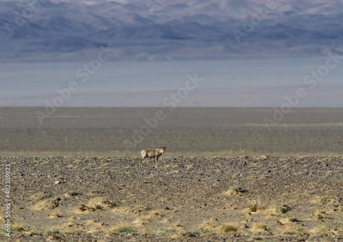 Saiga Antelope  Saiga tatarica