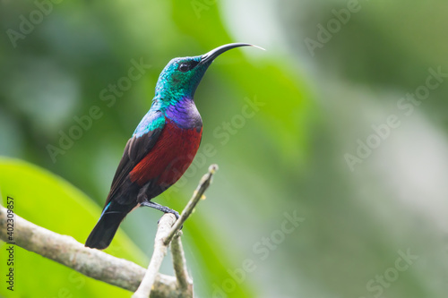 Johanna's Sunbird, Cinnyris johannae © AGAMI