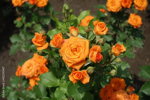 Half opened orange flowers of rose in June