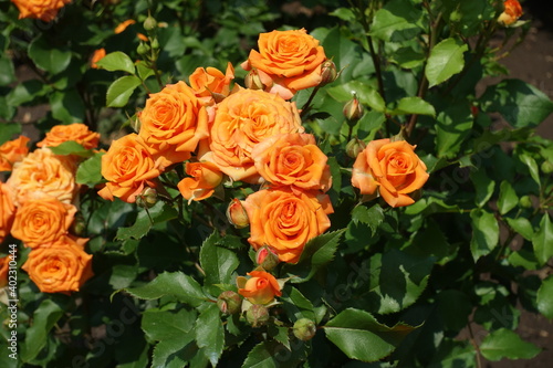 Little orange flowers of rose in June