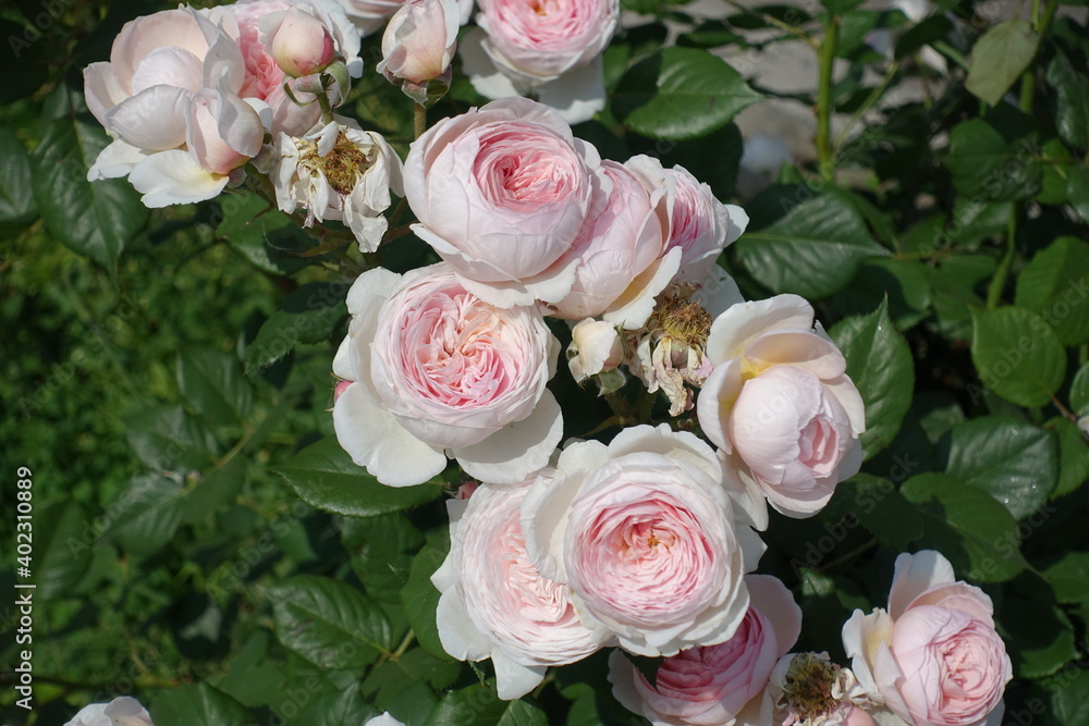 Fototapeta premium Group of light pink flowers of roses in May