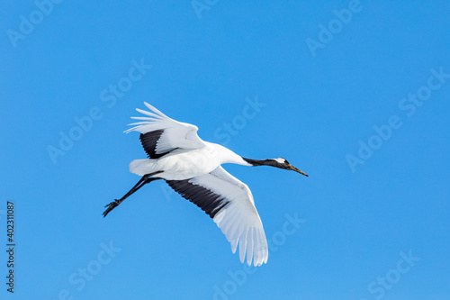 優雅に舞うタンチョウヅル