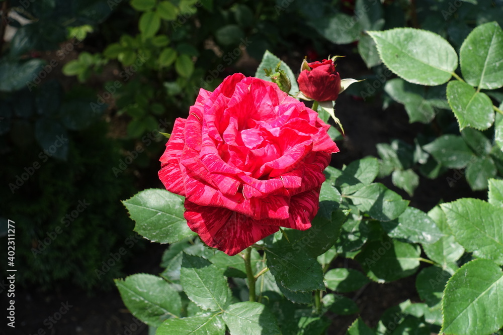 Hybrid rose with striped red flower in June Hybrid rose with striped red flower in June