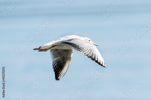 Dunbekmeeuw, Slender-billed Gull, Chroicocephalus genei © AGAMI