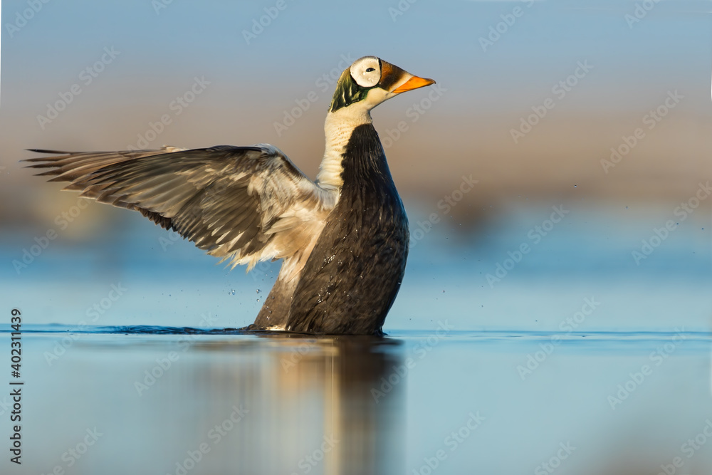 Spectacled Eider, Somateria fischeri