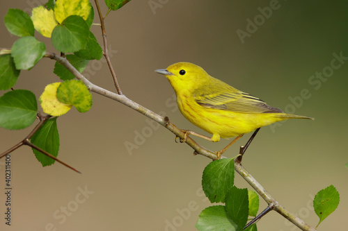 Yellow Warbler, Setophaga aestiva photo