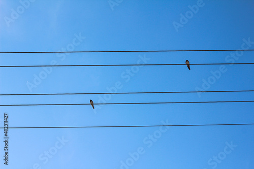 two birds sitting on electric cables