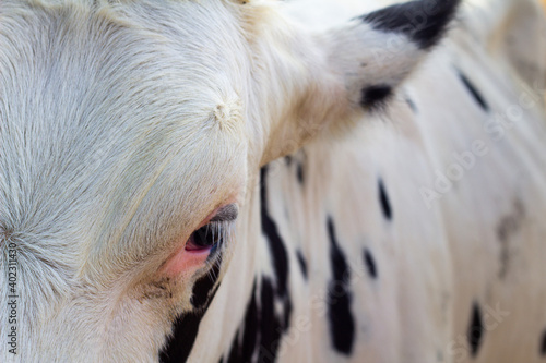 Detail on white cows eye photo