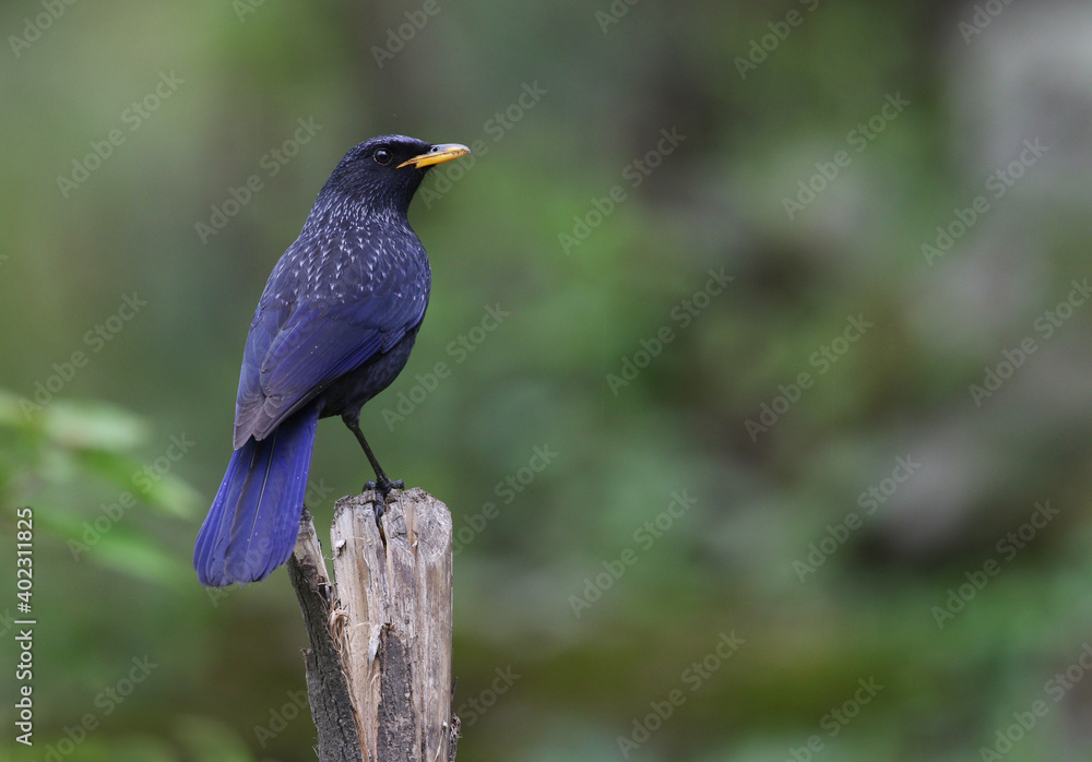 Blue Whistling Thrush, Myophonus caeruleus Blue Whistling Thrush, Myophonus caeruleus