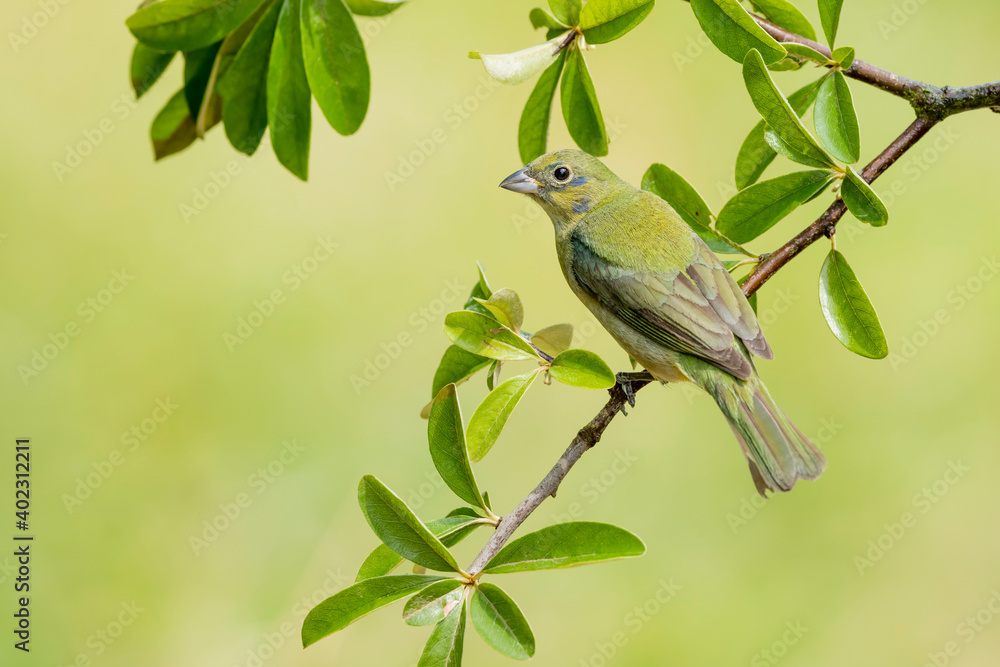 Painted Bunting, Passerina ciris Painted Bunting, Passerina ciris