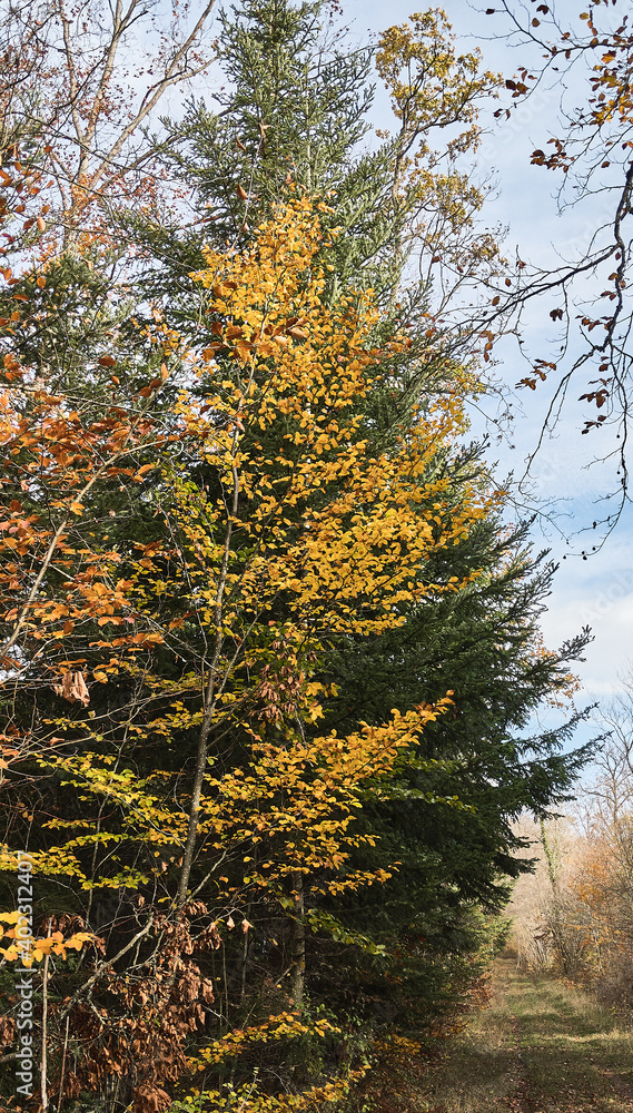 Fototapeta premium late autumn in the forest with green spruce and yellow tree