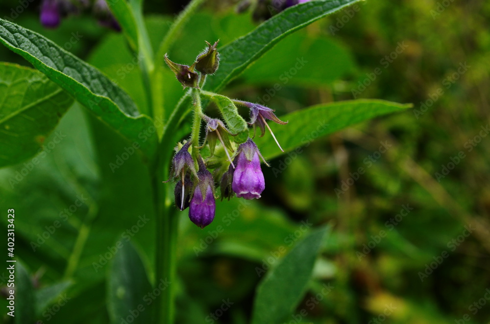 Purple comfrey flowers. Wild plant. Symphytum officinale Purple comfrey flowers. Wild plant. Symphytum officinale
