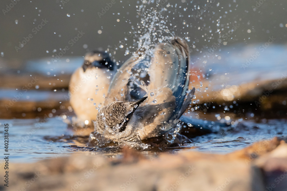 Obraz premium Blauwe Ekster, Iberian Magpie, Cyanopica cooki