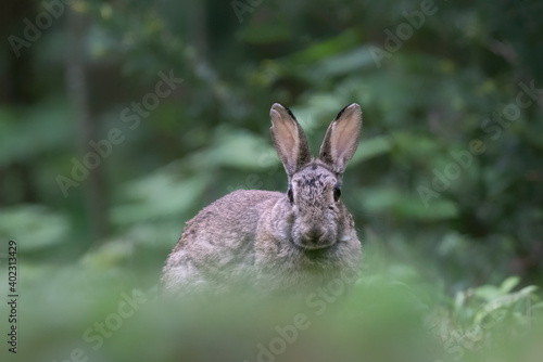 Close-up of a European Rabbit (Oryctolagus cuniculus) sitting in the forest of Drunen, Noord Brabant in the Netherlands.  © Albert Beukhof
