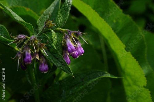 Purple comfrey flowers. Wild plant. Symphytum officinale