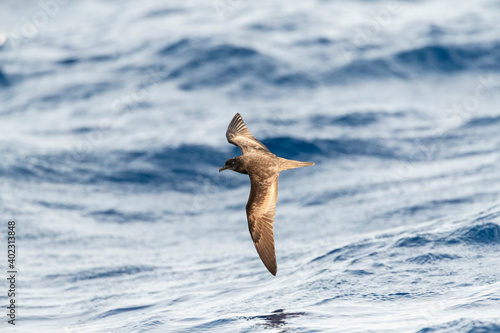 Bulwer's Petrel, Bulweria bulwerii photo