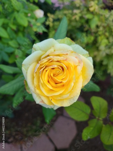 yellow roses in garden