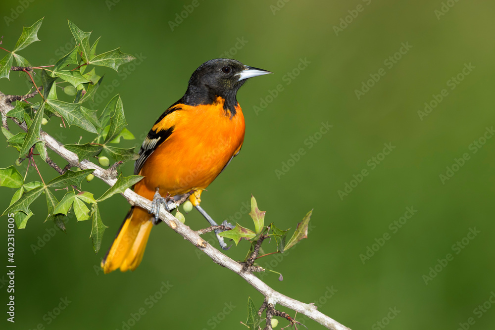 Baltimore Oriole, Icterus galbula