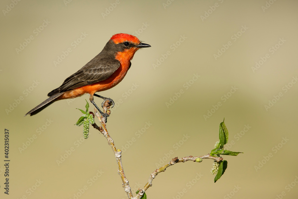 Vermilion Flycatcher, Pyrocephalus obscurus Vermilion Flycatcher, Pyrocephalus obscurus