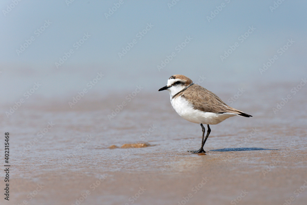Kentish Plover, Charadrius alexandrinus Kentish Plover, Charadrius alexandrinus