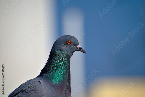 Rock dove or common pigeon or domestic pigeon or feral pigeon head close up with colourful blurred background 