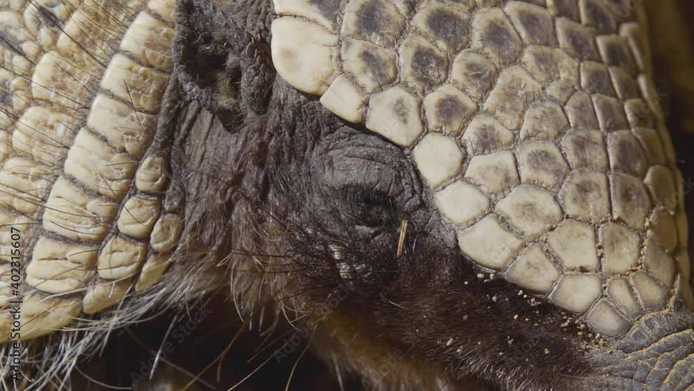 An armadillo resting on the ground under the sunlight An armadillo resting on the ground under the sunlight