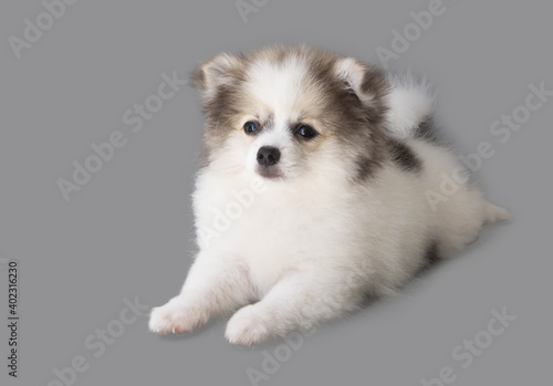 Pomeranian looking something with smile and happy feeling on light grey background