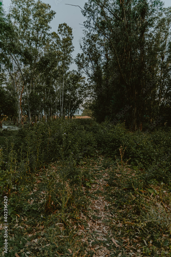 path in the forest covered with trees and grass