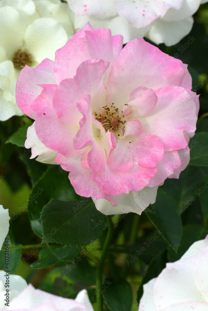 Obraz premium Beautiful light pink garden rose on a green background. Variety Charles Aznavour. Sainkt-Petersburg Botanical Garden.
