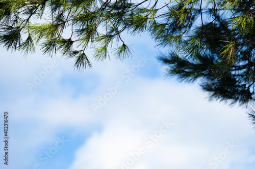  Selective focus  Stunning view of some pine tree needles with water drops in the foreground and a beautiful blue sky in the background. Natural background with copy space.