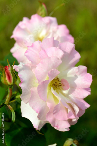 Beautiful light pink garden rose on a green background. Variety Charles Aznavour. Sainkt-Petersburg Botanical Garden. photo