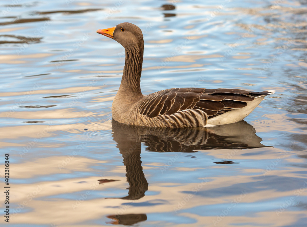 Swimming Greylag Goose with reflection, London Swimming Greylag Goose with reflection, London