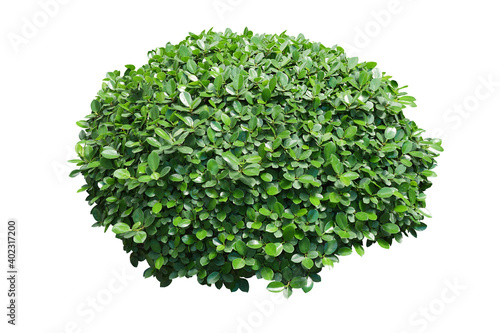 green bush isolated on white background. 