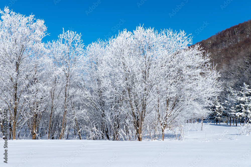 北海道冬の風景　富良野の樹氷