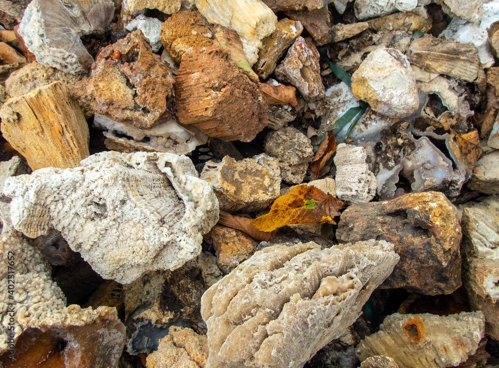 A large pile of agatize coral rock makes an interesting background with lots of different textures and shapes and details. Slight bokeh effect.