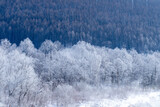 北海道冬の風景　富良野の樹氷