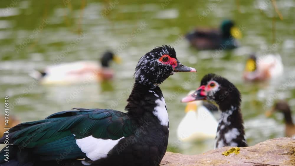 Close up of two Muscovy ducks together on a rock beside a pond. Close up of two Muscovy ducks together on a rock beside a pond.