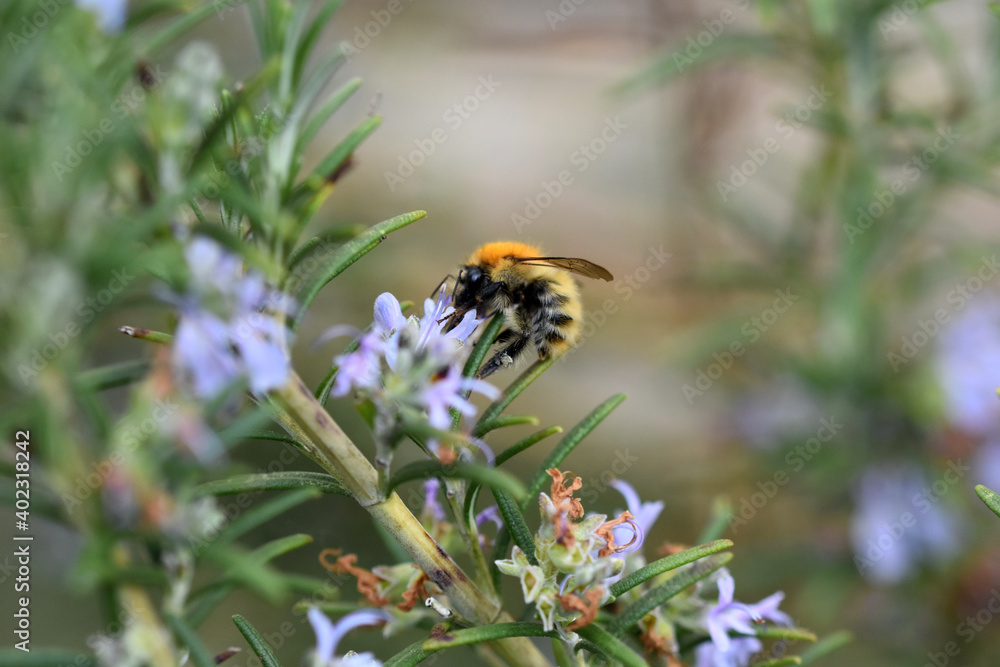 Macro Photo Bee Pollination Garden Rosemary big plan
Macro Photo Bee Pollination Garden Rosemary big plan