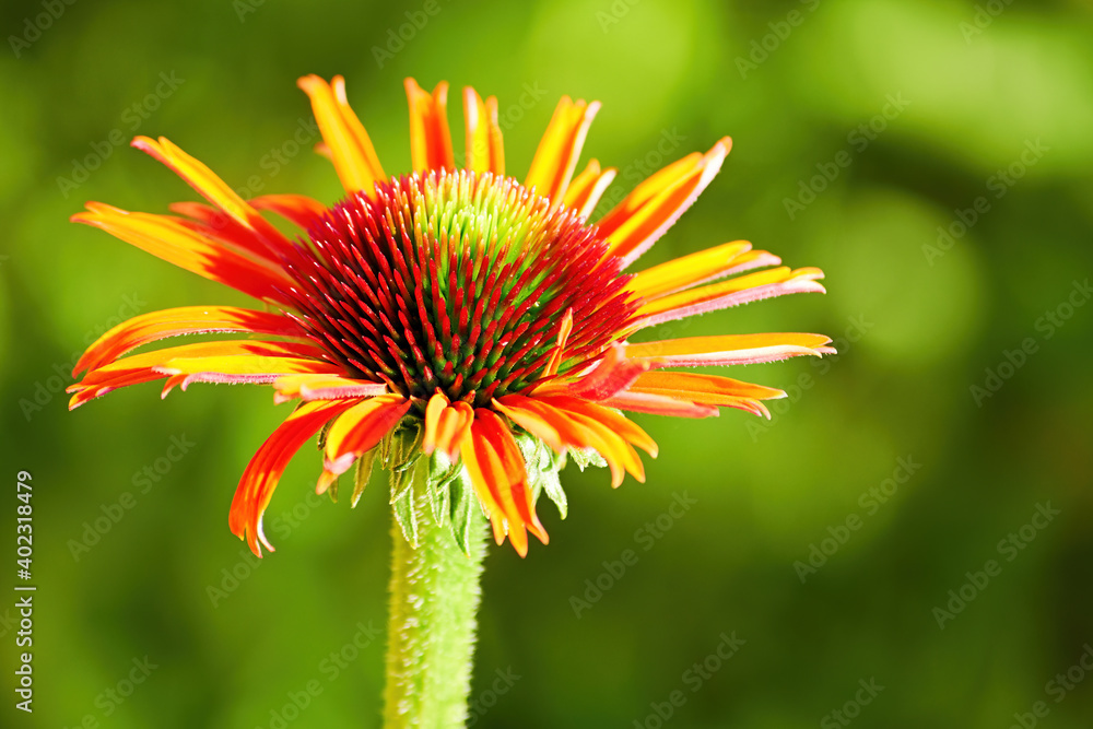 Orange rudbeckia flower blooming process. Herbal and floral backdrops