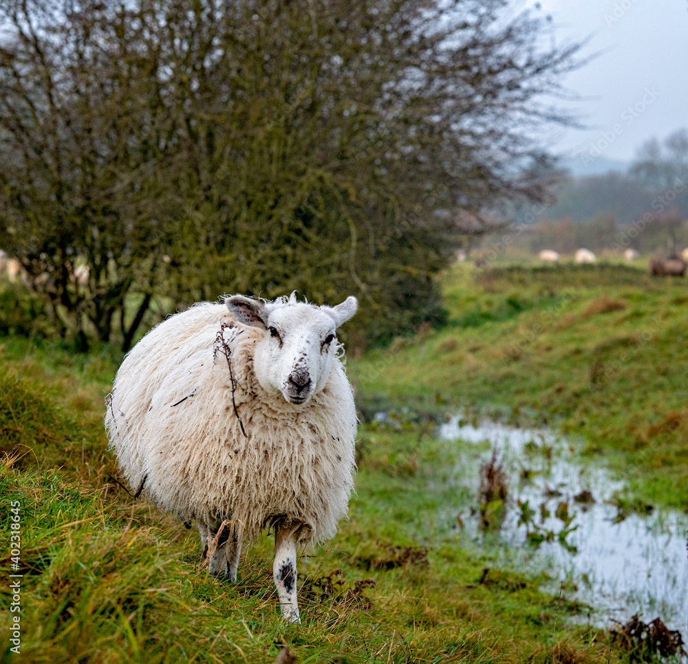 Fototapeta premium Cotswold fields full of sheep in winter