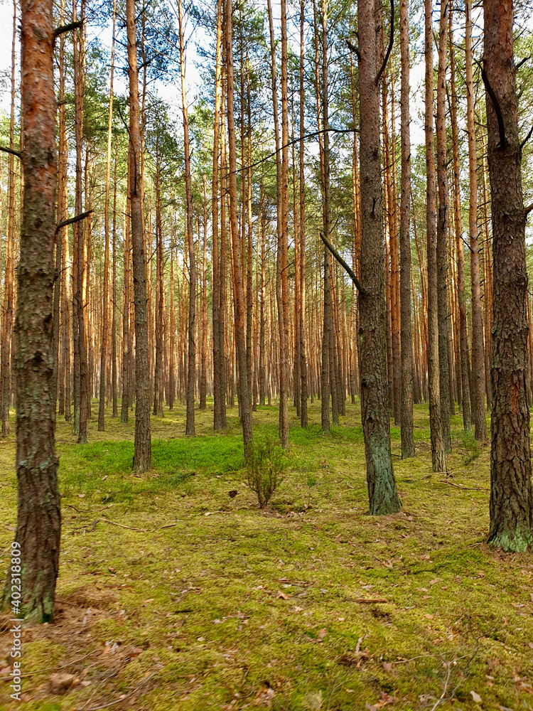 summer forest 