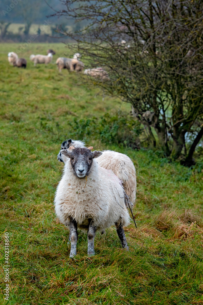 Cotswold fields full of sheep in winter Cotswold fields full of sheep in winter