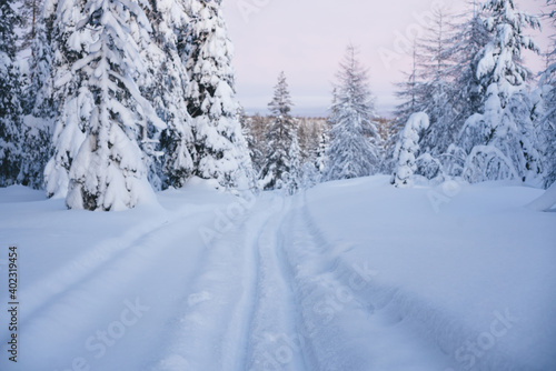 Snowy roadway in spruce forest