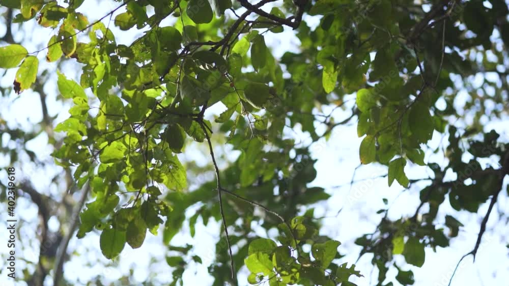 Slow motion cinematic B roll of leaves with bokeh blurred background of forest and blue sky Slow motion cinematic B roll of leaves with bokeh blurred background of forest and blue sky