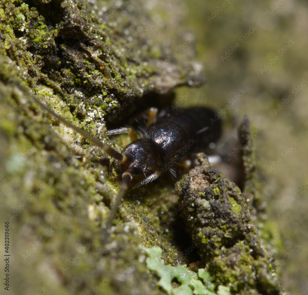 Springtail, сollembola, hiding in a bark of a tree, forest